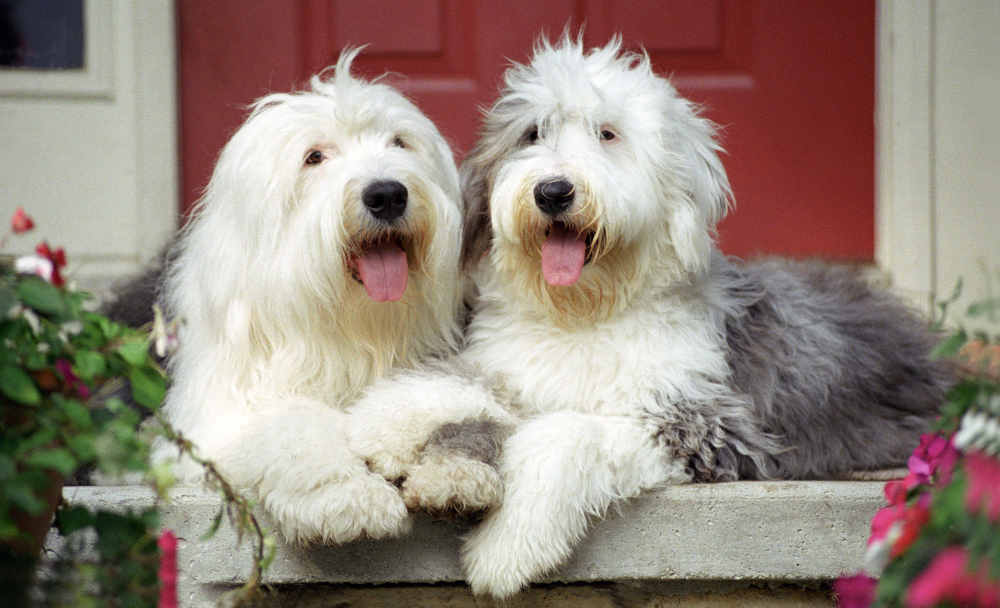 Coton de tuléar är en liten sällskapshund med bomullsmjuk, vit päls.