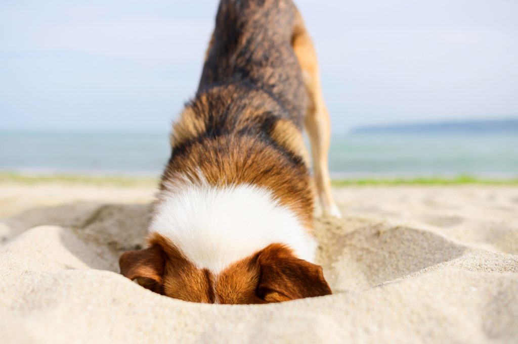 Bloodhound är oslagbara när det kommer till luktsinne och spårning.