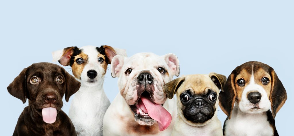 Välj den bästa hundförsäkringen med vår guide från Hundförsäkringskollen.se.
